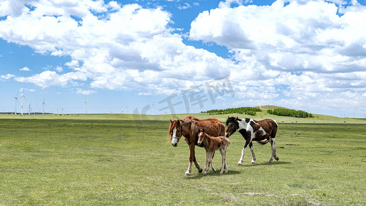 草原牧马上午牧马夏季素材摄影图配图