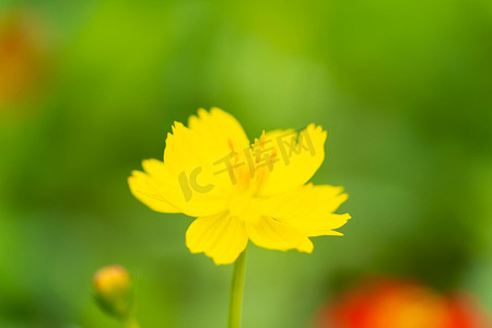 小清新绿叶花朵摄影照片_夏季白天黄花户外植物摄影图配图
