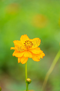 小清新绿叶花朵摄影照片_夏日白天花朵户外植物摄影图配图