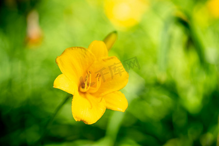 小清新绿叶花朵摄影照片_夏季白天花朵室外花朵摄影图配图