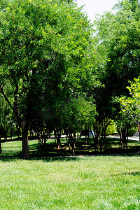 夏季白天草地树木户外景色摄影图配图