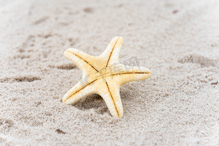 夏季白天沙滩户外海星摄影图配图