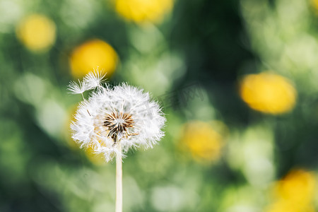 促销海报小清新摄影照片_夏季风景绿色蒲公英清新背景摄影图配图