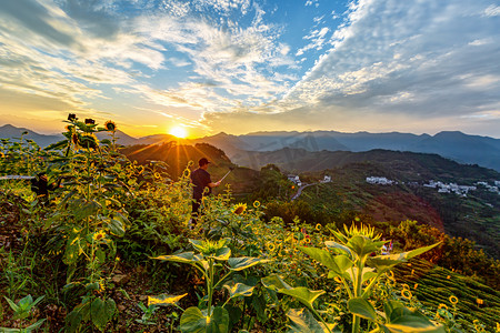 夏天清晨向日葵山区站立摄影图配图