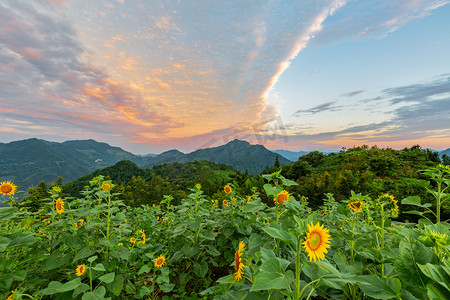 夏日清晨向日葵山区摄影图配图