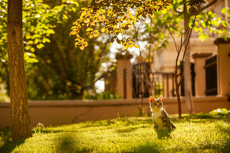 宠物猫白天猫草地上蹲着看远方摄影图配图