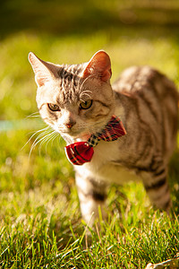 猫咪洗护摄影照片_宠物猫夕阳下带领结的猫咪草坪上帅气的站着摄影图配图