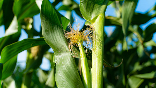 玉米长须夏至玉米田园熟了摄影图配图