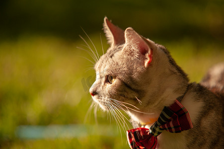 宠物猫夕阳系领结的小猫草地上侧面特写摄影图配图