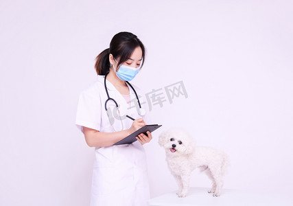 医学狗狗保健宠物医生比熊摄影图配图