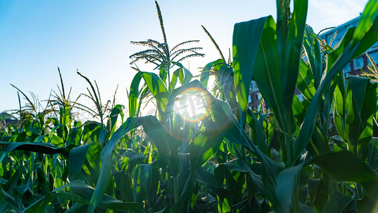 玉米地里的光晕夏至傍晚玉米树田园阳光摄影图配图