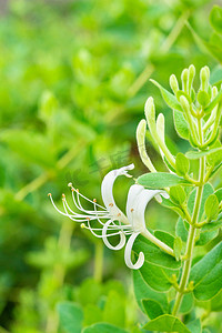 早晨摄影照片_金银花早晨花朵花田花开摄影图配图