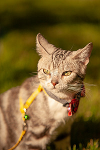 夕阳草坪摄影照片_宠物猫夕阳猫草坪上竖起耳朵摄影图配图