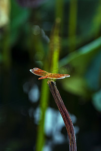 户外早晨一只蜻蜓立在枯荷枝上游玩摄影图配图