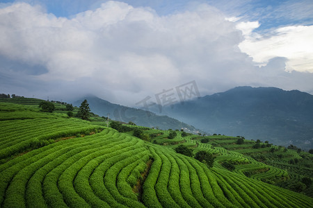 山上的茶树下午茶树茶园无摄影图配图