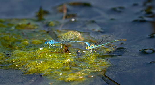 夏天野外昆虫白昼两只蜻蜓户外水面上交配产卵摄影图配图
