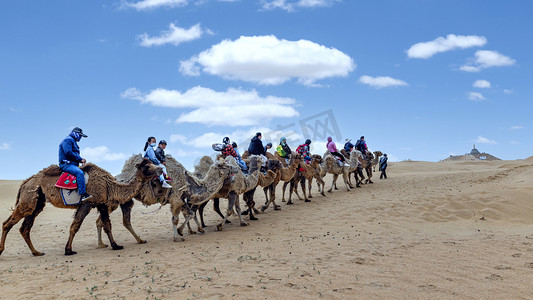 驼队摄影照片_夏日驼队上午骆驼夏季素材摄影图配图