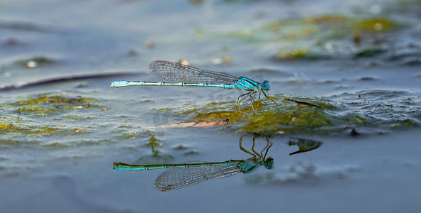 夏天野外昆虫白昼一只蜻蜓户外水面落下喝水休息摄影图配图