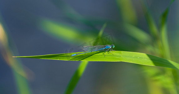 夏天野外昆虫清晨一只蜻蜓户外落植物草叶上面休息摄影图配图