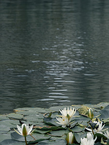 荷花夏日白色荷花河面上的河叶上盛开摄影图配图