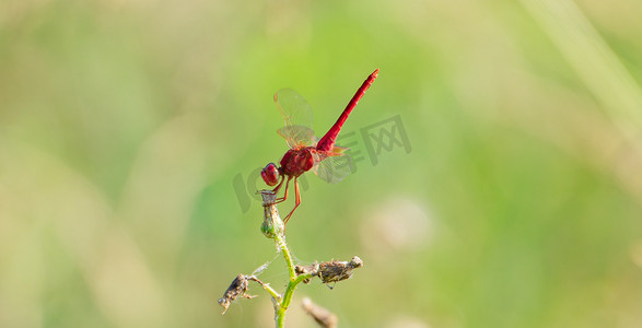 夏天野外昆虫清晨一只红蜻蜓户外植物上落下休息摄影图配图