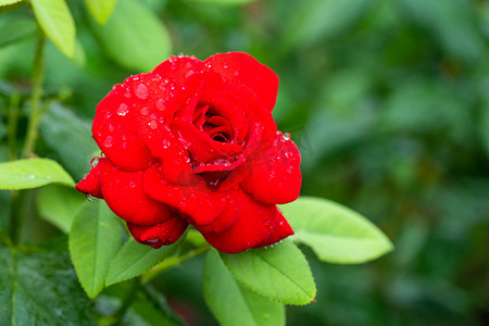 月季花朵白天月季花花园雨中开放摄影图配图