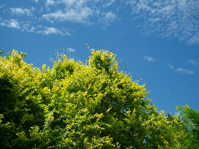 蓝天绿树白天蓝天绿树烈士陵园里风景摄影图配图