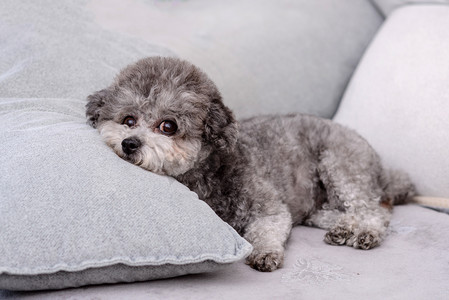 宠物白天小狗枕头沙发上趴着摄影图配图