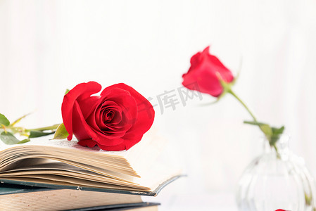 红玫瑰情人节创意清新风格摄影图配图