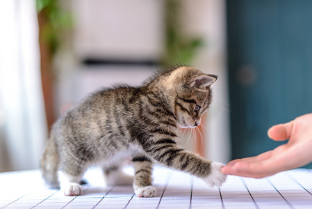 猫咪洗护摄影照片_喵星人白天小猫室内人宠互动摄影图配图