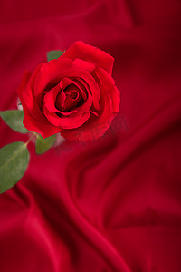 红玫瑰红色背景情人节创意素材摄影图配图