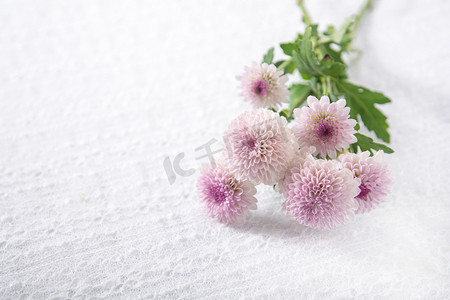 植物静物白天一束雏菊白色背景摆放摄影图配图