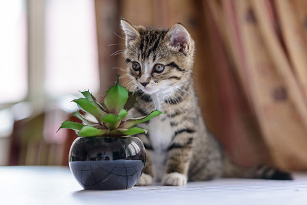 宠物家摄影照片_萌宠白天猫和绿植桌子上玩摄影图配图