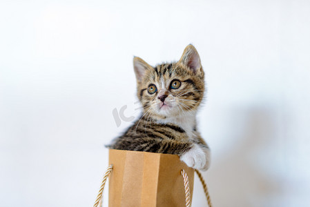 袋子摄影照片_宠物猫白天小猫袋子里凝望摄影图配图