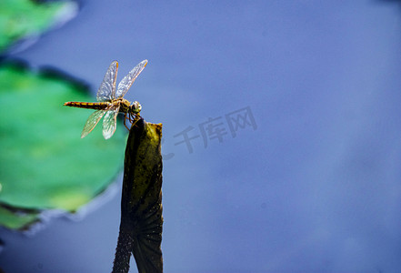 夏天户外摄影照片_白天户外一只蜻蜓立在荷叶枝头游玩摄影图配图