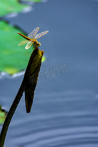 户外白天一只红蜻蜓立在荷叶枝头游玩摄影图配图