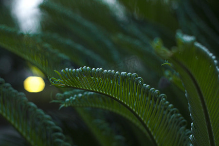 夏天绿色小清新摄影照片_湖南长沙下午苏铁铁树植物摄影图配图