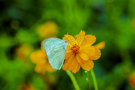 雨后一只白蝴蝶落在花朵上摄影图配图