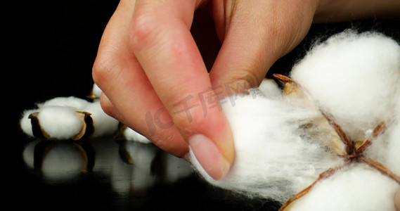 新疆长绒棉棉花新疆棉纺织农作物工业农业材料支持新疆棉花