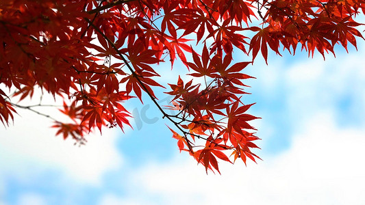 秋天唯美红枫叶摇摆风光意境风景