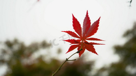 风中摇摆的红色枫叶秋天