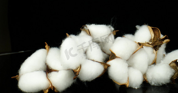 新疆长绒棉棉花新疆棉纺织农作物工业农业材料