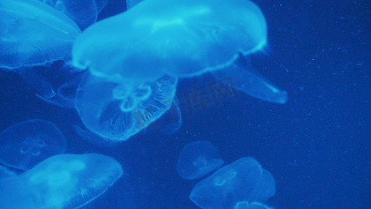 海中夜光水母漂浮浮生物海洋风景海底世界