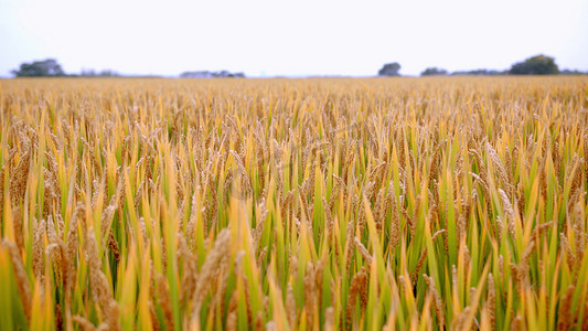 实拍微风吹动田里成熟的稻谷