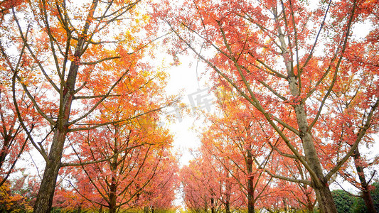 实拍秋日户外红叶树林风景
