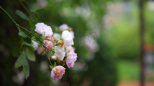 雨中的月季花