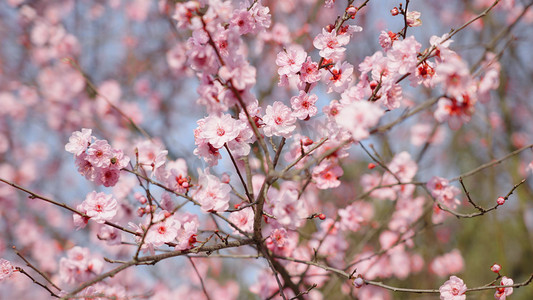 盛开的梅花摄影照片_春天阳光下盛开的樱花桃花花朵唯美风景