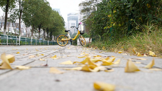 路边落叶秋季落叶黄叶树叶飘落