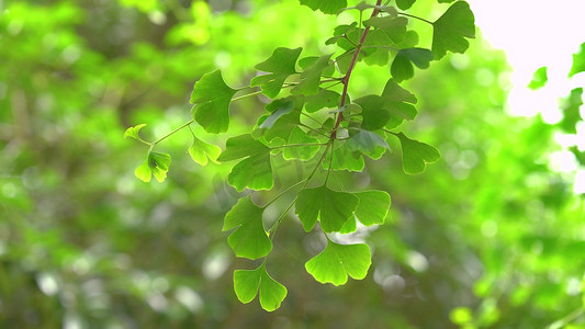 树叶漂浮png摄影照片_夏天的绿色银杏树叶风景