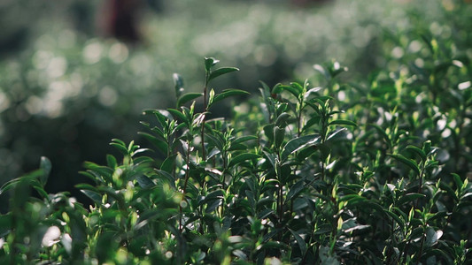 手绘茶叶条索摄影照片_春天山上长势良好的茶叶农业经济